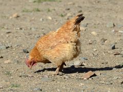 24 Free Range Rooster In Yilik Village On The Way To K2 China Trek